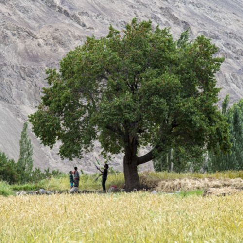 Vallée de Nubra