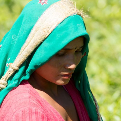 Plantation de thé Darjeeling